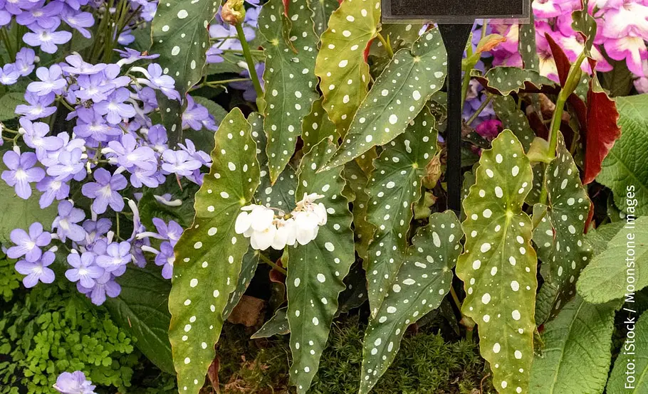 Die weißen Blüten zeigen sich bei der richtigen Pflege.