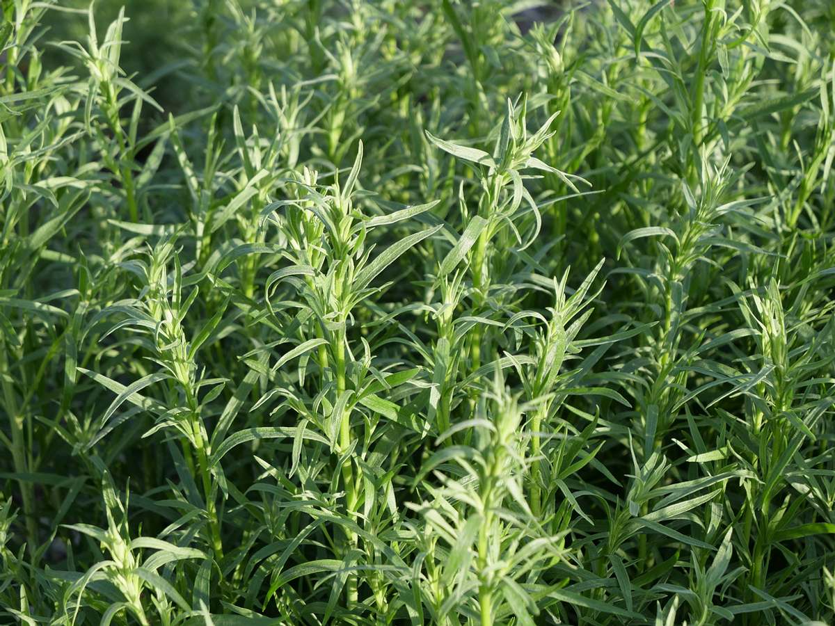 Französischer Estragon (Artemisia dracunculus var. sativa) in der Sonne. Lange grüne Stängel mit schmalen, langen, zahlreichen Blättern