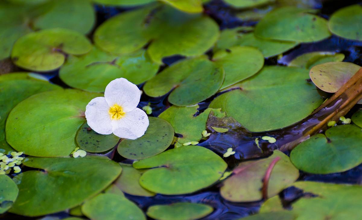 Wie kleine Seerosenblätter schwimmt der Froschbiss auf dem Wasser.