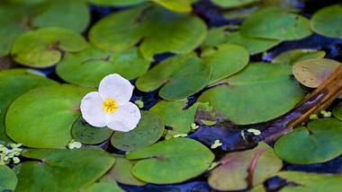 Wie kleine Seerosenblätter schwimmt der Froschbiss auf dem Wasser. - Foto: iStock / Mittudomen