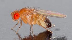 Fruchtfliege - Foto: André Karwath aka Aka, Drosophila melanogaster - side (aka), CC BY-SA 2.5