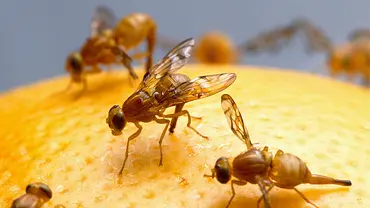 Fruchtfliegen auf Obst - Foto: skeeze / Pixabay Fruchtfliegen auf Obst - Foto: skeeze / Pixabay