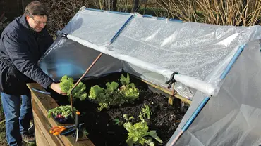Ein Mann erntet Salat aus einem Hochbeet mit schrägem Frühbeetaufsatz aus Folie und Rohren bei sonnigem Wetter. - Foto: sidm / Archiv