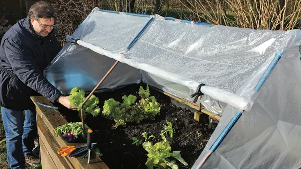 Ein Mann erntet Salat aus einem Hochbeet mit schrägem Frühbeetaufsatz aus Folie und Rohren bei sonnigem Wetter. - Foto: sidm / Archiv