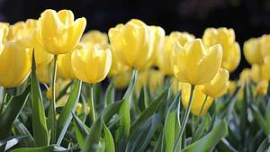 Frühlingsanfang Blumen - Foto: kmerriman / Pixabay