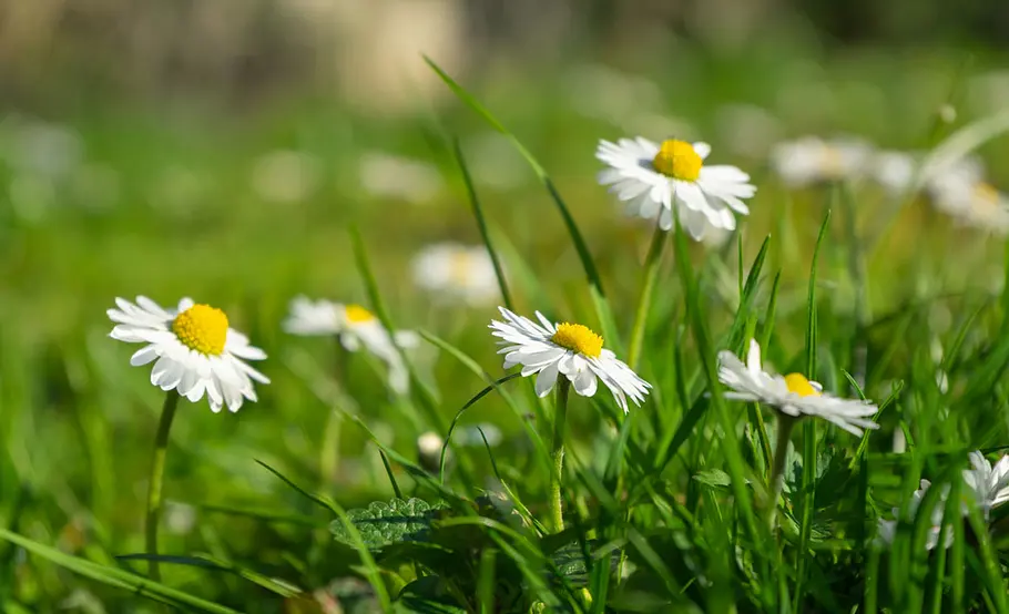 Gänseblümchen Gänseblümchen