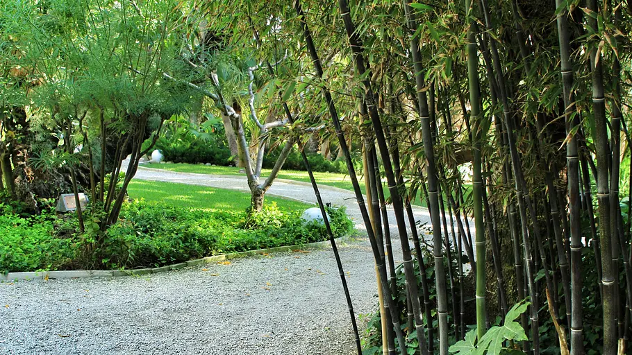 Bambuspflanzen im Feng Shui Garten