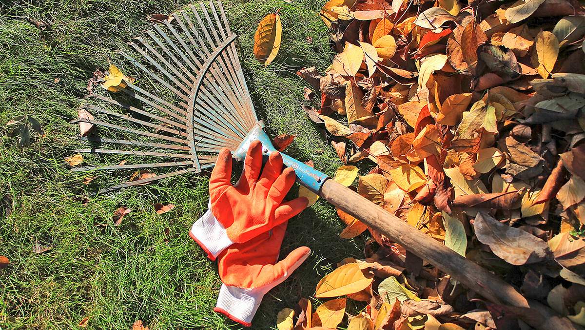 Rechen und Garten-Handschuhe liegen auf Herbstlaub