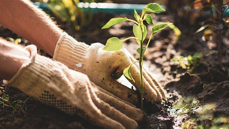 Gartentipps - Foto: Михаил Руденко / iStock