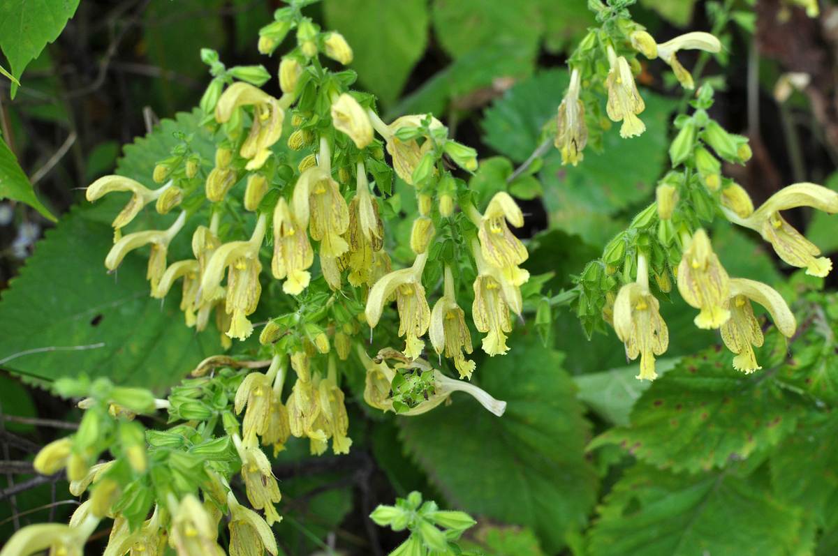 Gelbe, glockenförmige Blüten des Gelber Salbei (Salvia glutinosa). Im Hintergrund grünes Laub.