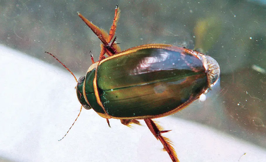 Nützliche Gäste am Gartenteich Gelbrandkäfer