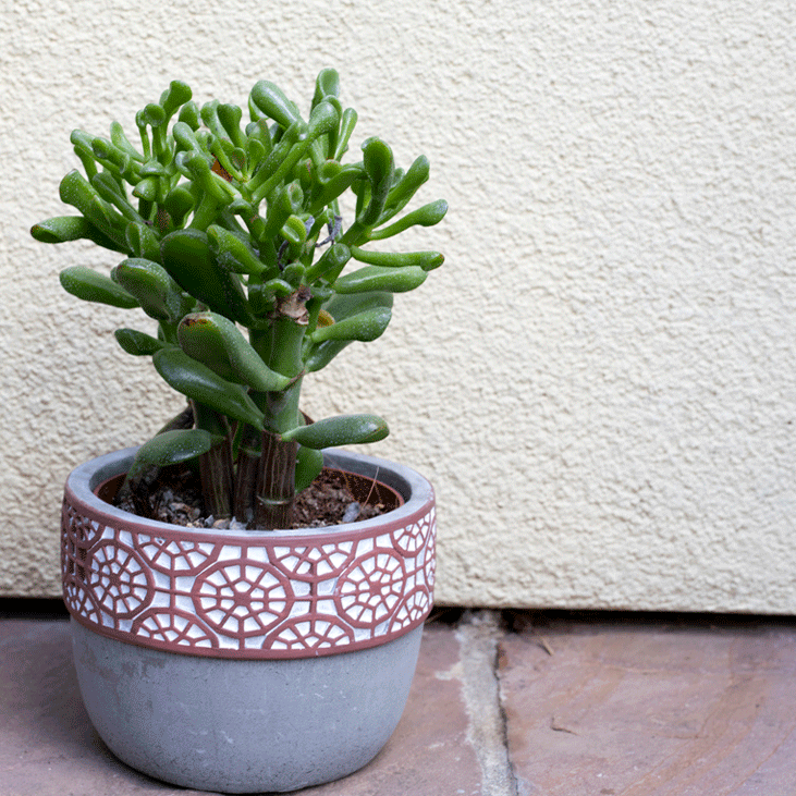 euphorbia lactea variegata Euphorbia Lactea – Chicago Plants main image 0