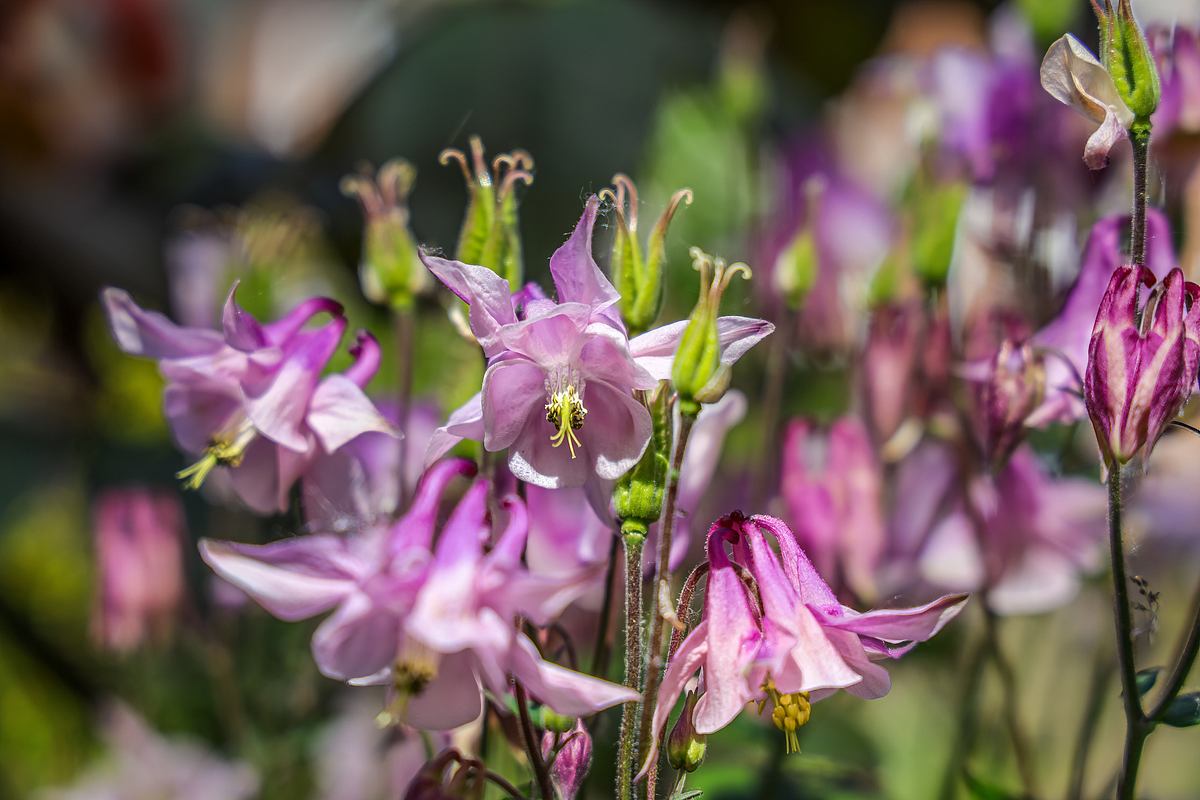 Blüten Gemeine Akelei