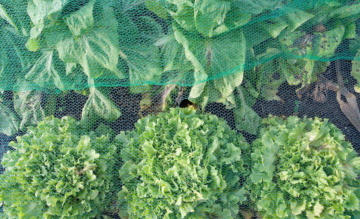 Gemüse unter Gemüseschutznetz