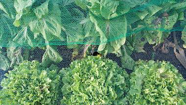 Gemüse unter Gemüseschutznetz - Foto: audaxl / iStock