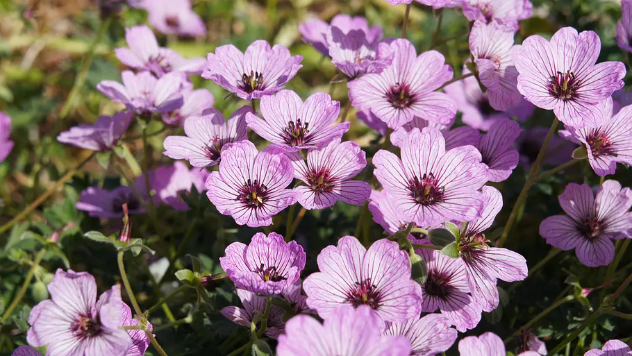 Geranium cinereum
