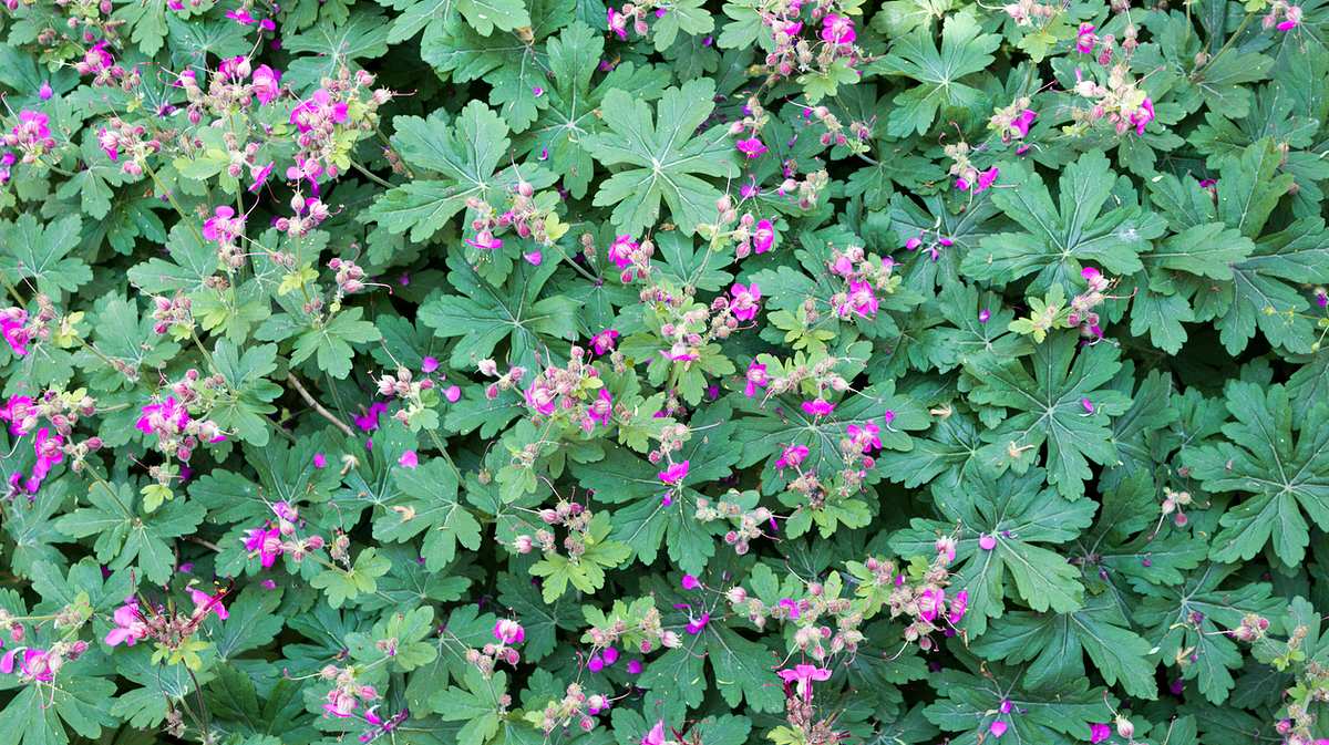 Geranium macrorrhizum