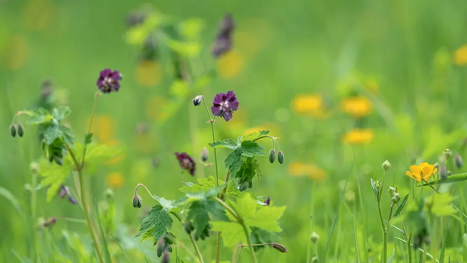 Geranium phaeum