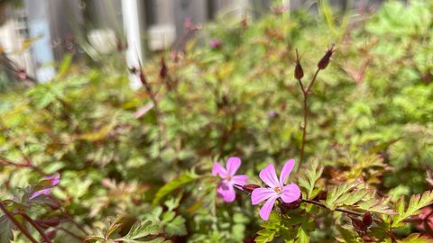 Rosa Blüten und die typischen Samenkapseln eines Storchschnabels - Foto: Hannah Bode