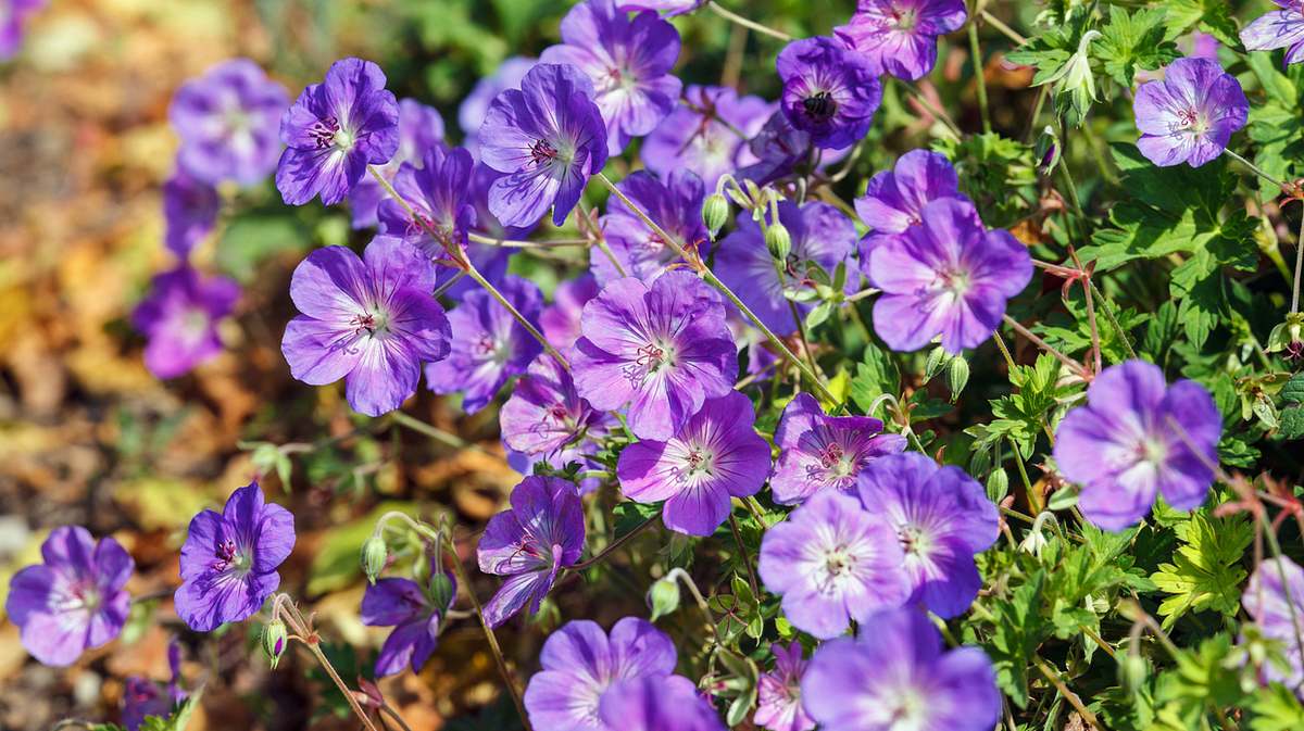 Geranium rozanne