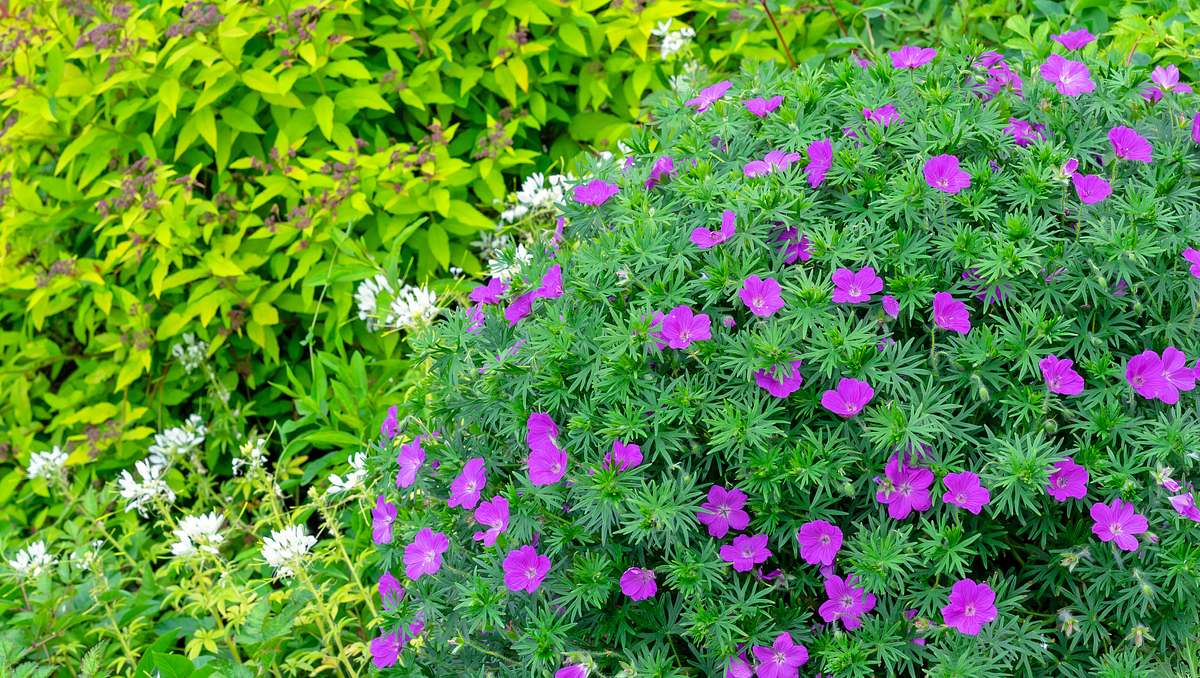 Geranium sanguineum 