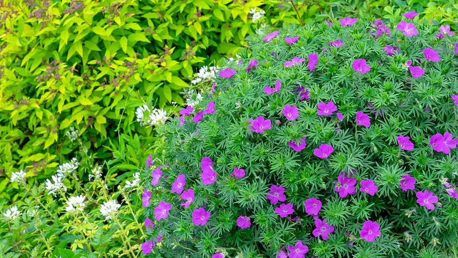 Geranium sanguineum 