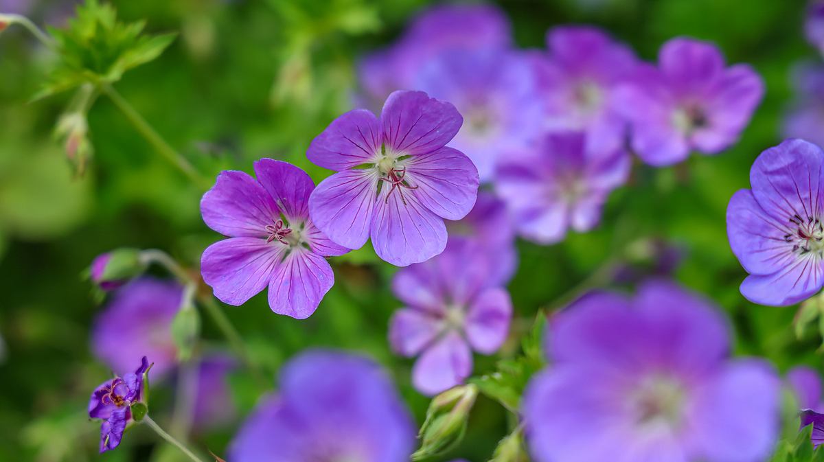 Geranium wallichianum