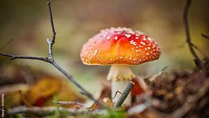 Das sind die gefährlichsten Giftpilze | Giftige Pilze  | selbst.de - Foto: iStock / 1111IESPDJ