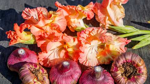 5 lila Gladiolenzwiebeln liegen vor zwei aprikosenarbenen, abgeschnittenen, blühenden Gladiolen.  - Foto: iStock / User10095428_393