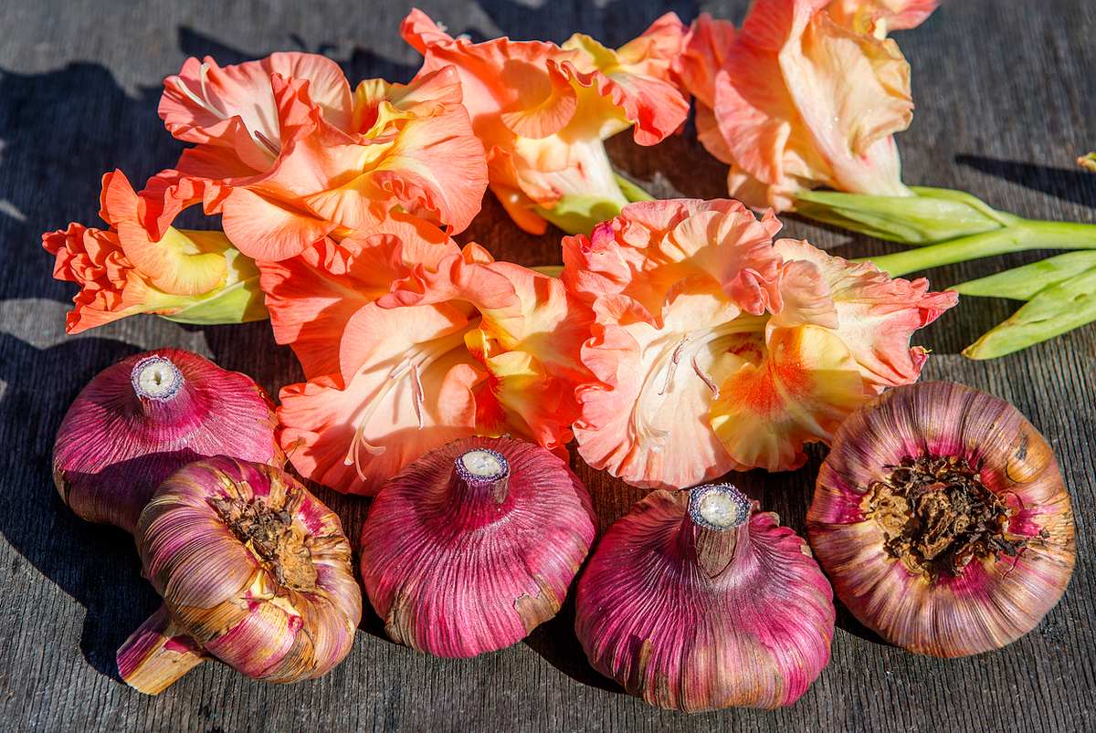 5 lila Gladiolenzwiebeln liegen vor zwei aprikosenarbenen, abgeschnittenen, blühenden Gladiolen. 