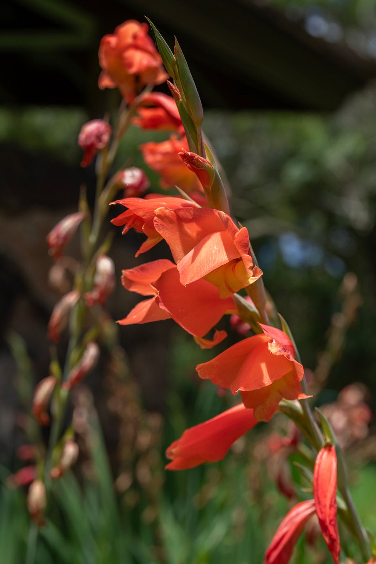Gladiolus dalenii , orangefarbene große Blüten einer Gladiolus dalenii
