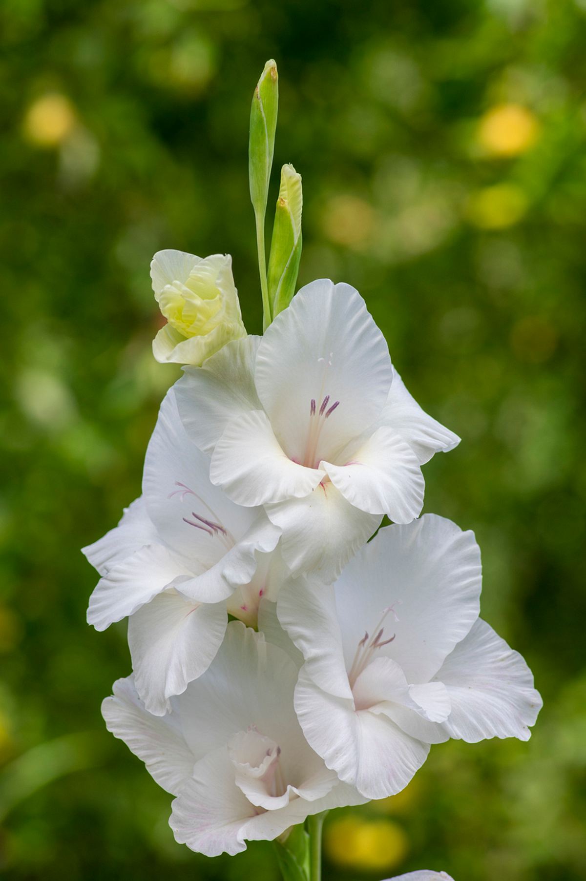 Gladiolus grandiflorus Alba in Großaufnahme. Große weiße Blüten
