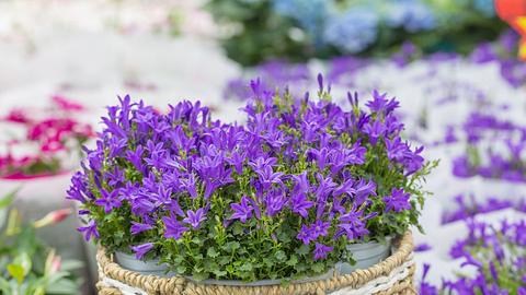 violette Glockenblumen in einem Pflanzgefäß aus geflochtenem Bast - Foto: AdobeStock / Jianyi Liu