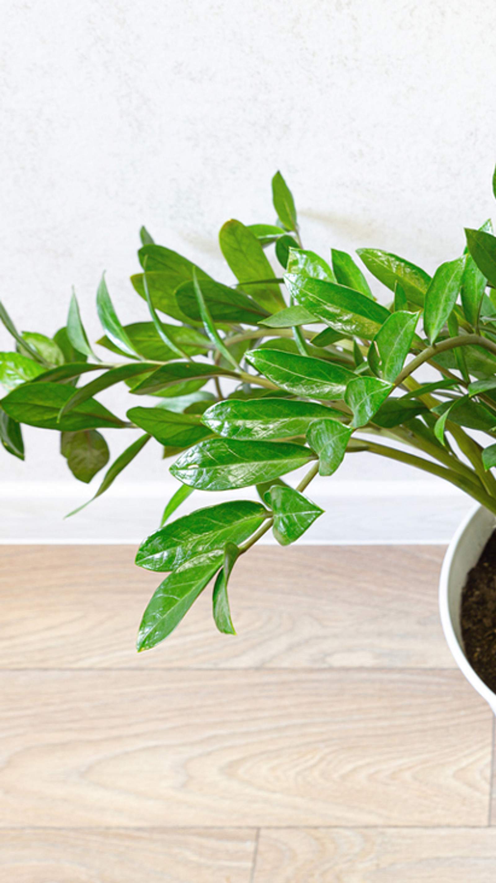 fensterblatt monstera kaufen Fensterblatt (Monstera deliciosa) kaufen