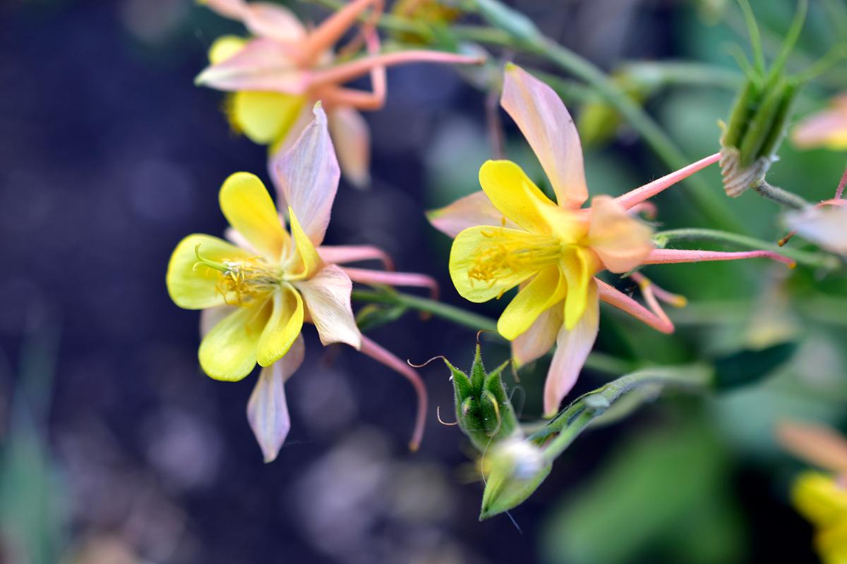 Goldakelei (Aquilegia chrysantha)