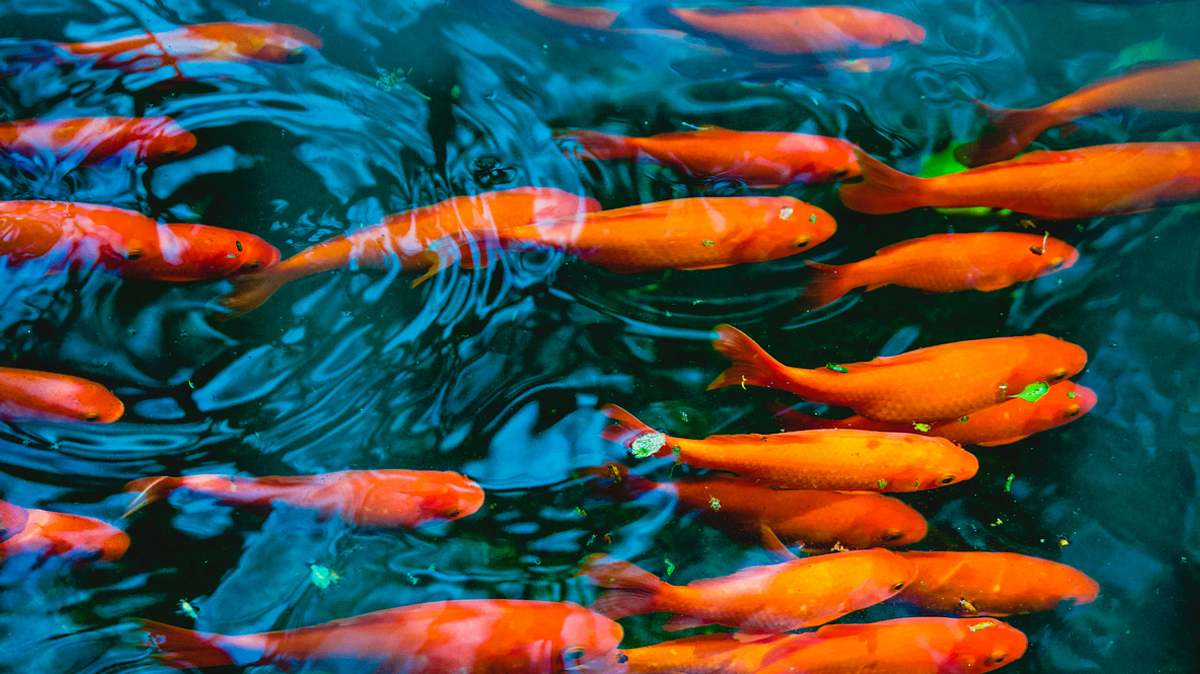 Goldfische schwimmen in einem Teich