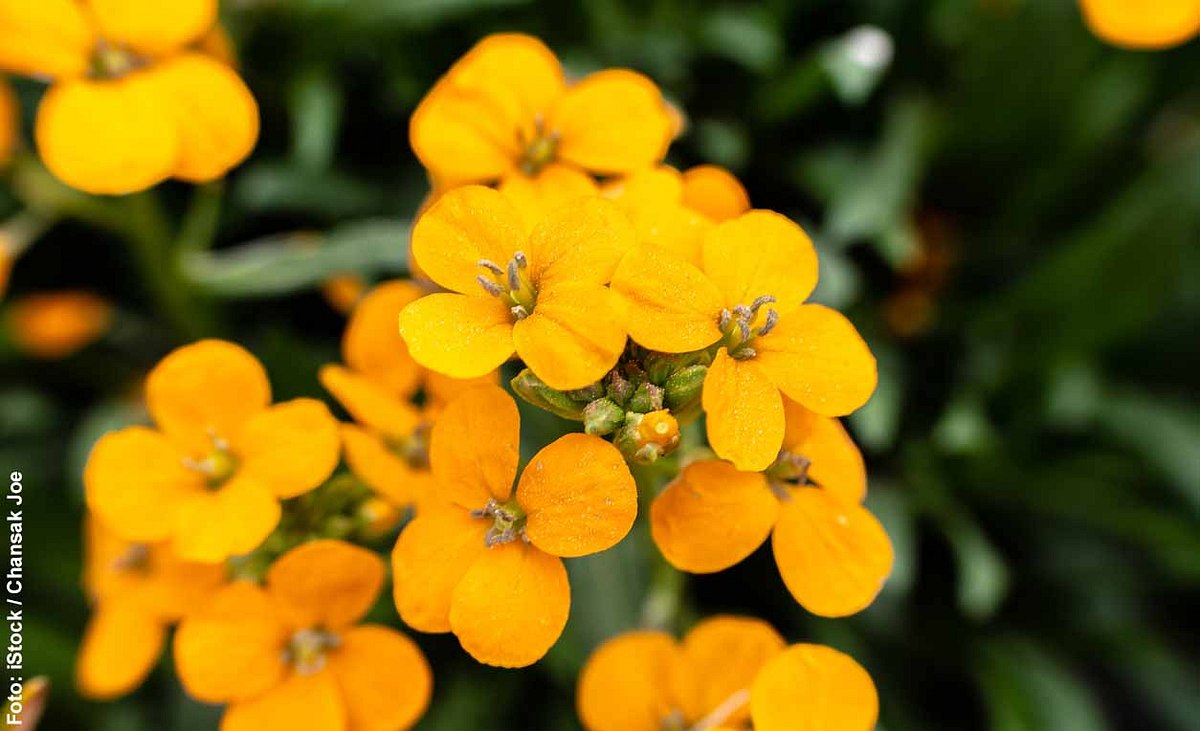 Gelbe Blüten des Goldlack