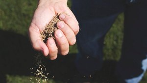 Grassamen - Foto: GettyImages/ Laura Yurs