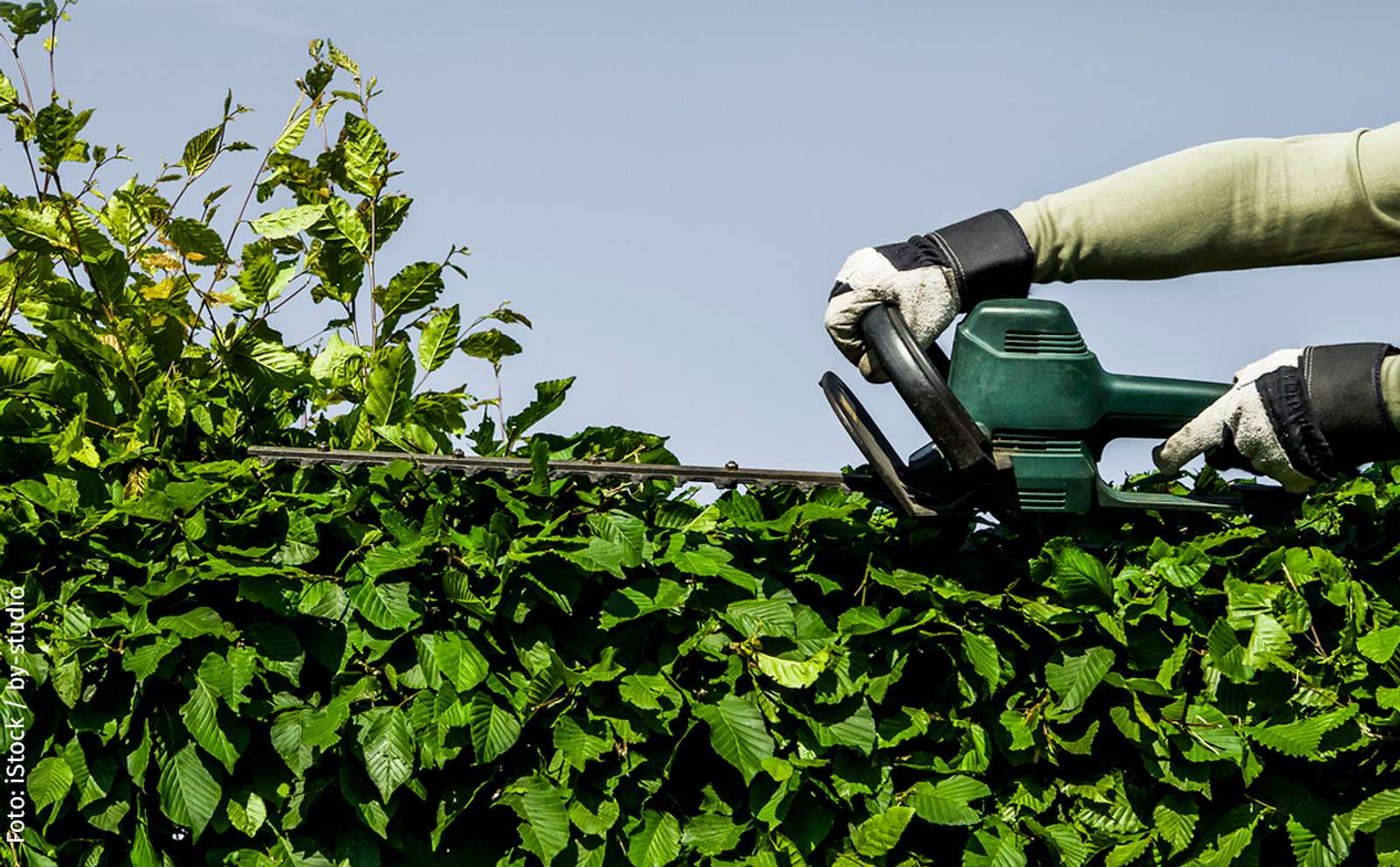hecke pflanzen thuja Thuja Smaragd kaufen – schmale Hecke