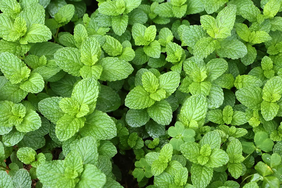 Grüne Minze Mentha spicata Von oben fotografierte Grünze Minze mit breiten, rundlichen Blättern
