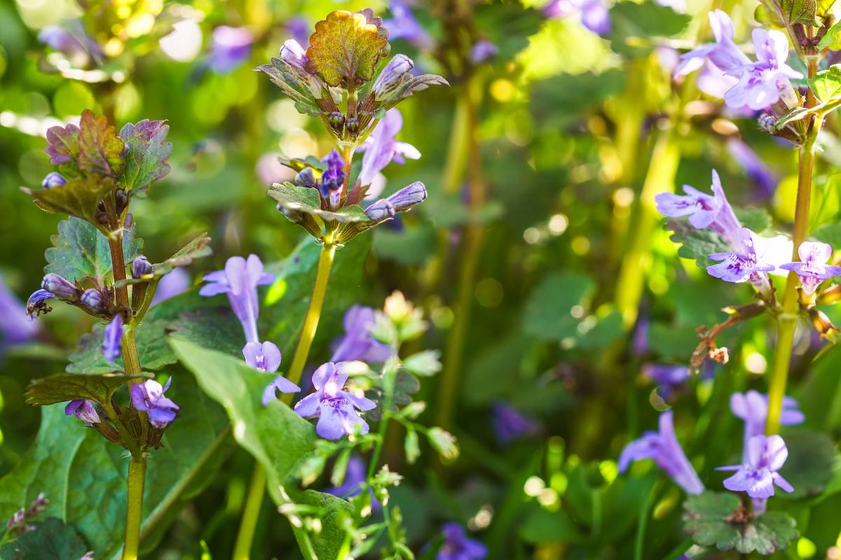 Gundermann mit violetten Blüten auf der Wiese 