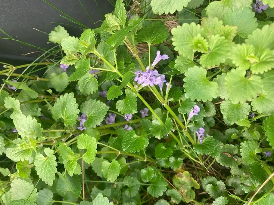 Gundermann wächst wild im Garten