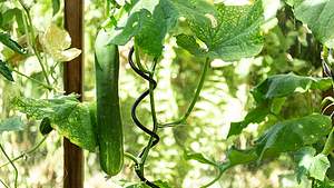 Gurken anbauen Gurken anpflanzen im Garten und auf dem Balkon - Foto: sidm / GB