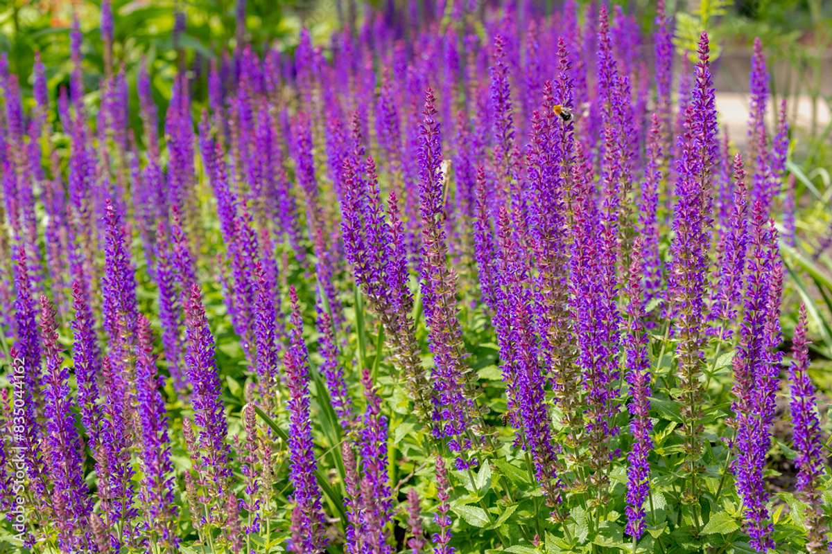 Zahlreiche Hain-Salbei (Salvia nemorosa) mit hohen, lila Blüten, von der Sonne beschienen