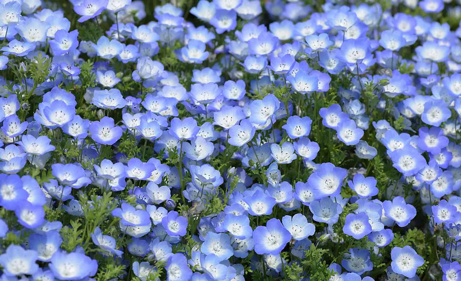 Tipps für einen pflegeleichter Garten Pflegeleichter Garten
