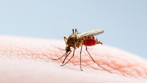 Eine Mücke sitzt auf menschlicher Haut und saugt Blut, feine Details von Flügeln und Beinen sind deutlich erkennbar. - Foto: iStock / nechaev-kon