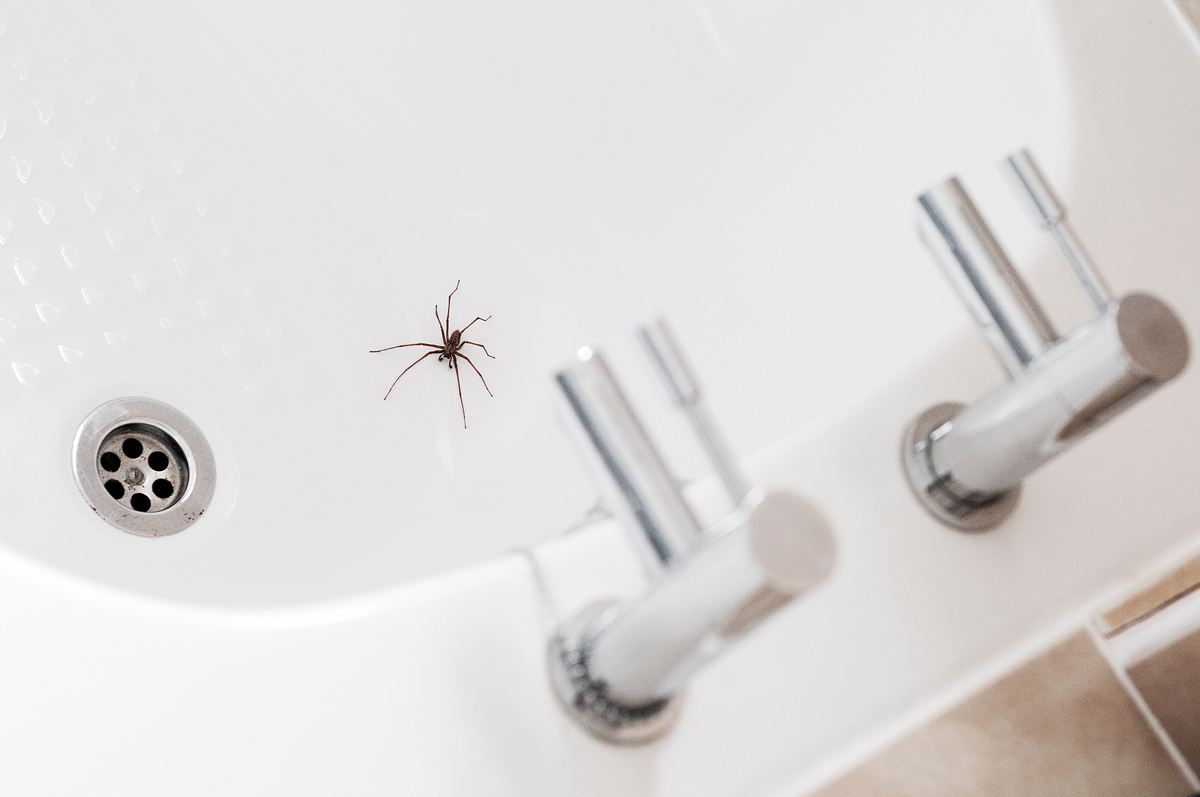 Eine Hauswinkelspinne in einem weißen Waschbecken