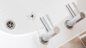 Eine Hauswinkelspinne in einem weißen Waschbecken - Foto: iStock / :tbradford