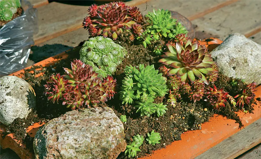 Hauswurz auf Dachziegel pflanzen: Schritt 4 von 4 Hauswurz: Sempervivum