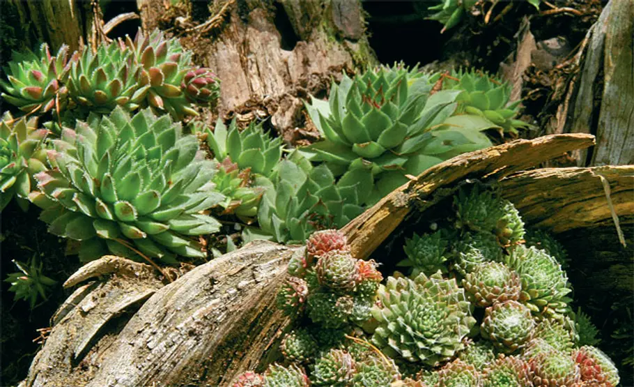 Sempervivum auf Holz Hauswurz im Baum